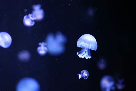 Jellyfish Desktop Wallpaper