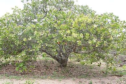 Cashew Nut Fruit Tree