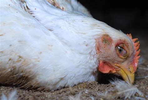 Marek's Disease in Chickens: Identify, Causes, Treatment & Prevention ...