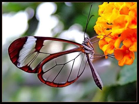 Borboleta transparente