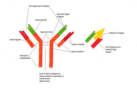 Immunoglobuline