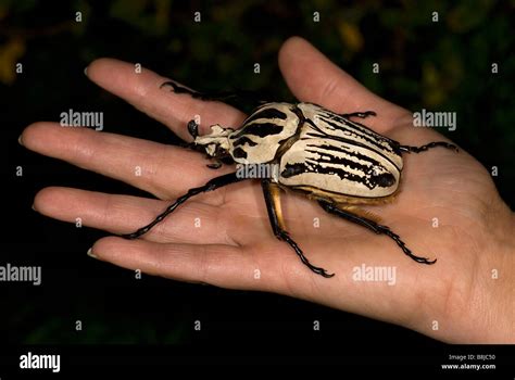 Goliath Beetle Goliathus orientalis Africa Stock Photo, Royalty Free ...