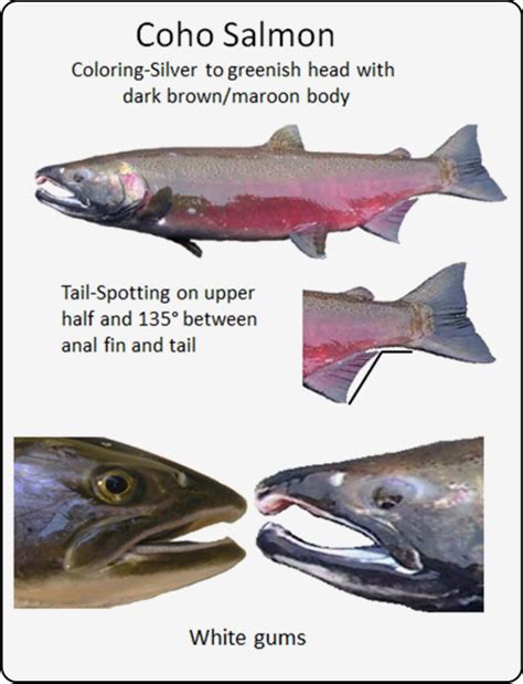 Coho Salmon Identification