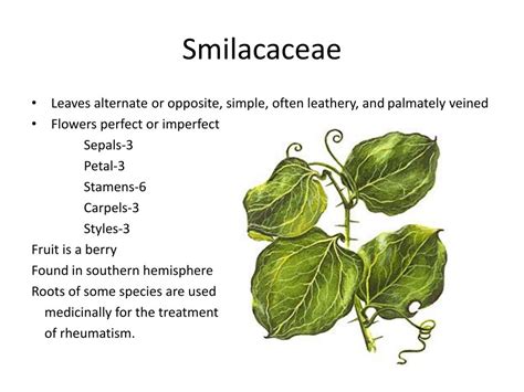 PPT - Smilacaceae PowerPoint Presentation, free download - ID:2032682