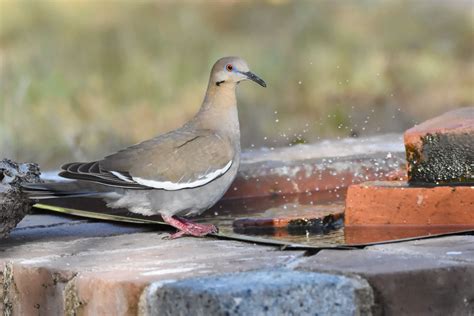 White-Winged Dove