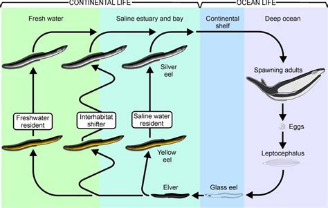 [DIAGRAM] Moray Eel Diagram - MYDIAGRAM.ONLINE