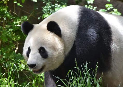 Giant Panda Behavior - AnimalBehaviorCorner