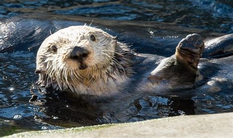 Monterey Bay Aquarium | Attractions | Monterey, CA 93940 | Baby sea ...