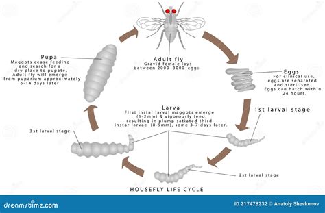 Draw The Life Cycle Of A Housefly