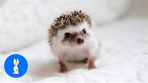 Do Baby Hedgehogs Make A Noise? The 20 Latest Answer - Musicbykatie.com