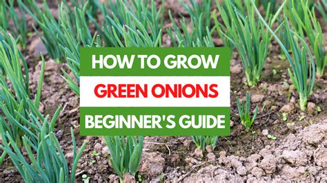 How to Grow Green Onions - A Beginner's Guide - Gardening Eats