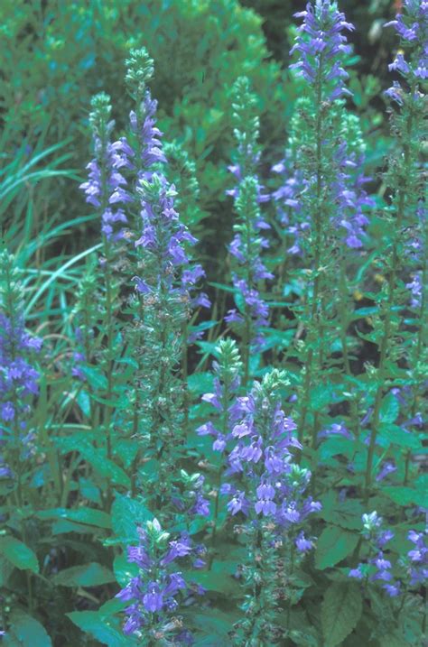 Lobelia siphilitica (blue lobelia, great lobelia): Go Botany