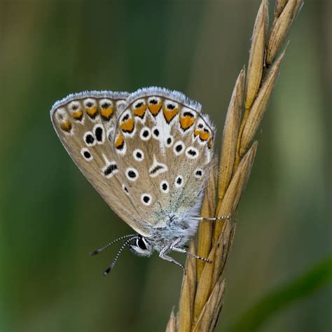 Copper-butterfly Butterflies Stock Photo - Image of macro, animals: 83100018