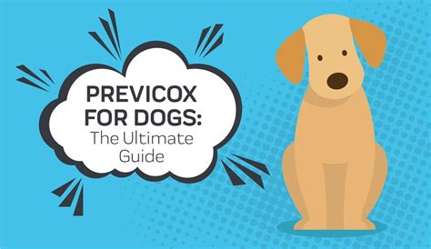 Previcox for Dogs: An All-Around Guide — | Innovet Pet