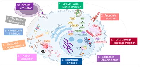 Cancers | Free Full-Text | Targeted Tumor Therapy Remixed—An Update on the Use of Small-Molecule ...