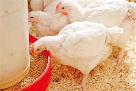 Broiler Grower Feed (Hendrix Brand | 25kg) - Afrimash.com - Nigeria