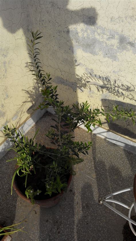 Help Required with Olive Plant (gardening for beginners forum at permies)