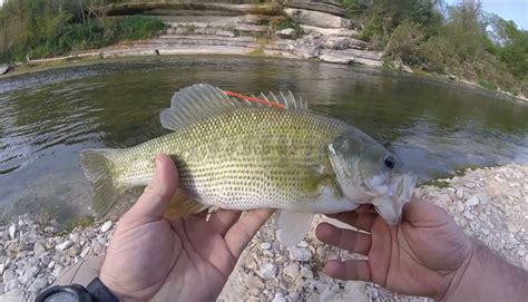 Catching tagged Guadalupe bass - Texas Hunting & Fishing | Lone Star Outdoor News