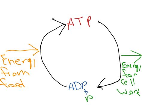 ATP cycle | Science | ShowMe