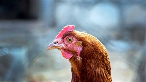 Newcastle Disease in Chickens - What is it? Signs and Treatment - Dine-A-Chook