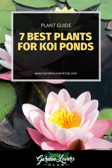 7 Best Plants for Koi Ponds - Garden Lovers Club | Plants, Pond plants, Cool plants