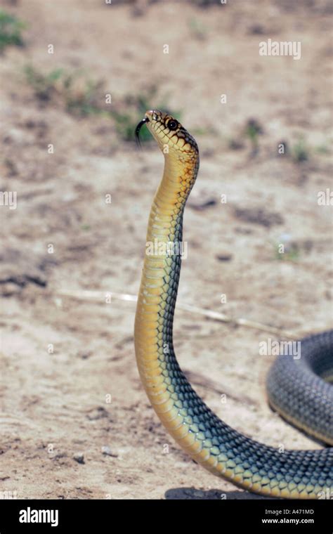 Large Whip Snake Stock Photo - Alamy