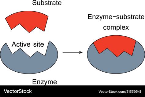 Lock and key model enzyme substrate complex Vector Image