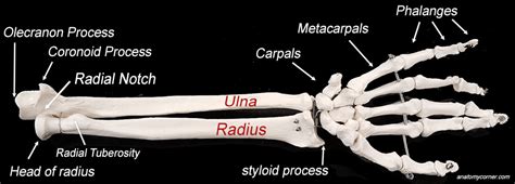 Radial Notch of the Ulna