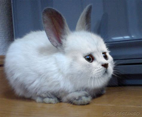 As requested: A Rabbitten (Cat/Rabbit) [OC] : r/HybridAnimals