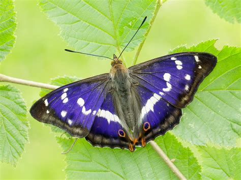 Lesser Purple Emperor | Butterfly Conservation