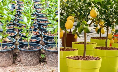 8 Fruit Trees You Can Grow From the Seeds and Pits of Your Own Fruit ...