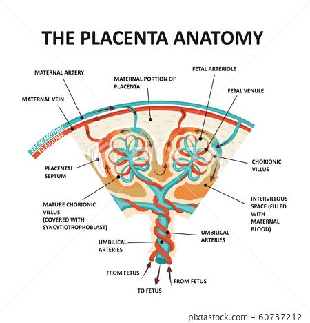 Human Fetus Placenta Anatomy. Placental... - Stock Illustration [60737212] - PIXTA