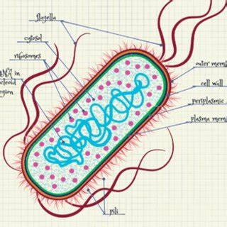 Vibrio Cholerae Bacteria Structure