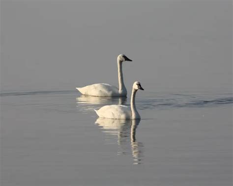 Tundra Swan - Facts, Diet, Habitat & Pictures on Animalia.bio