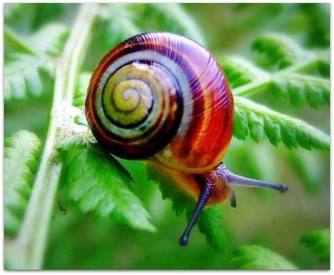 CARACOLES | Snail, Animals beautiful, Animals wild