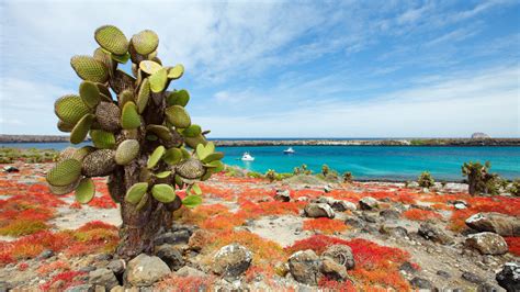 Your Galapagos travel checklist: What to know before you go | Intrepid ...