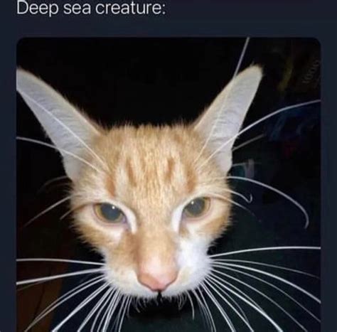 Deep Sea Creature | Ugly cat, Pretty cats, Funny looking cats