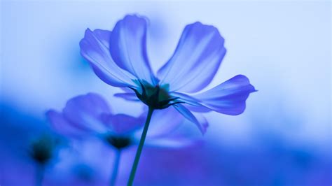 Free download Download wallpaper 3840x2160 blue flowers cosmos blur 4k ...