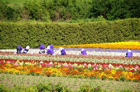 Farm Tomita, Japan