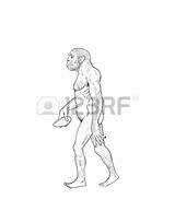 The Best Free Erectus Drawing Images Download From 3 Drawings Of  sketch template