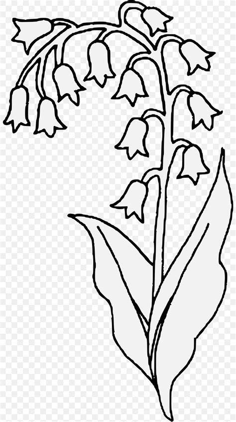 Lily Of The Valley Flower Drawing Plant Stem Clip Art, PNG, 804x1467px, Lily Of The Valley, Area ...