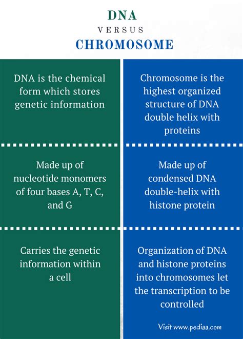 Difference Between DNA and Chromosome | Definition, Structure, Features ...