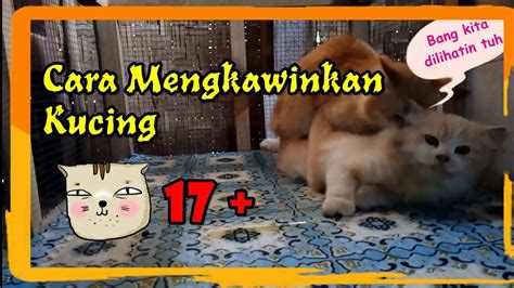 45+ Meme Lucu Kucing Kawin | Serbameme