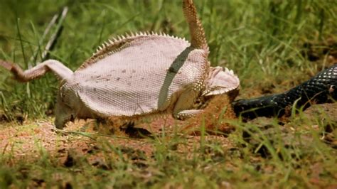 Biological Defense Mechanisms of the Regal Horned Lizard | PBS LearningMedia