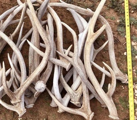 5 Pounds of Axis Deer Antler Sheds Grade B Natural Shed | Etsy