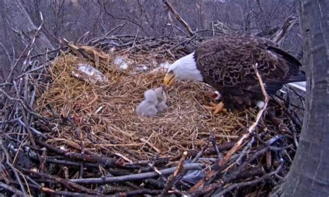 The camera will likely stay online until after the young eagles fledge from the nest and ...