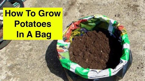 How to Grow Potatoes In Bags / Sacks UK - YouTube