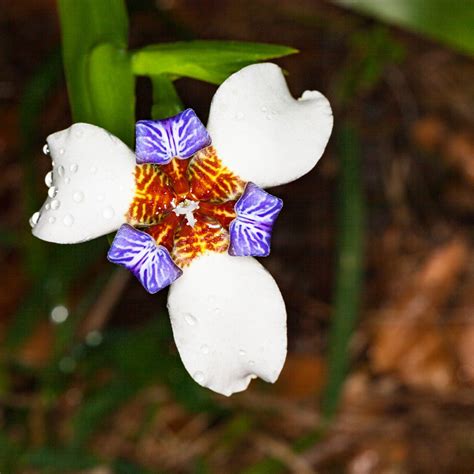 Walking Iris Care: How To Grow A Neomarica Walking Iris