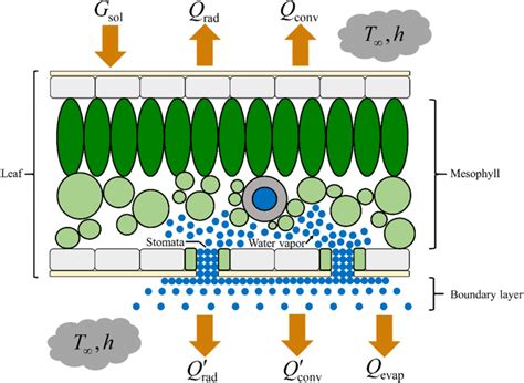 Schematic diagram of transpiration and heat dissipation processes of a... | Download Scientific ...