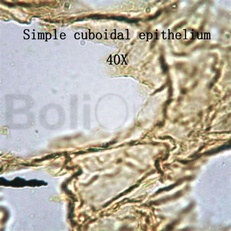 25 Prepared Microscope Slides Specimen Set, Human Anatomy Organ Tissue Cells | Boli Optics ...